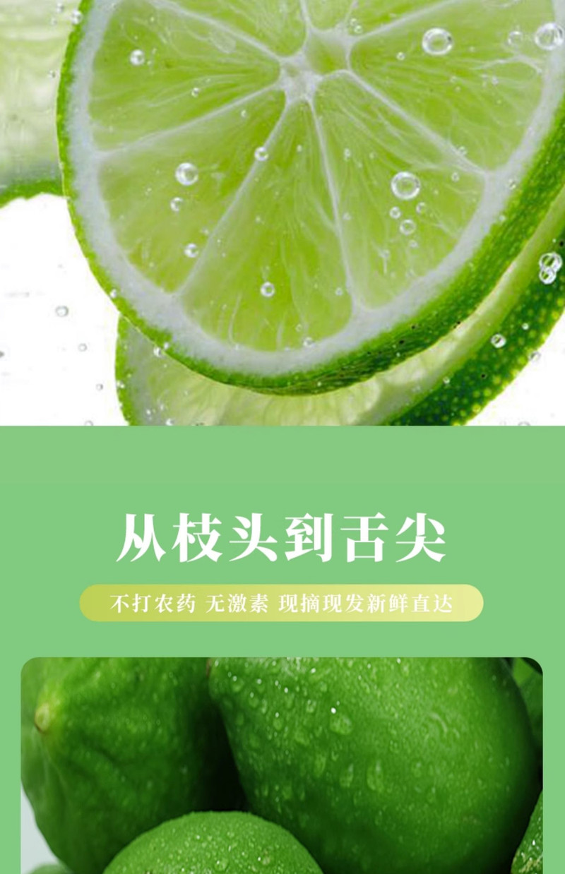 新丰佛手瓜 广东香水柠檬奶茶店专用  青柠檬 1.5KG/箱