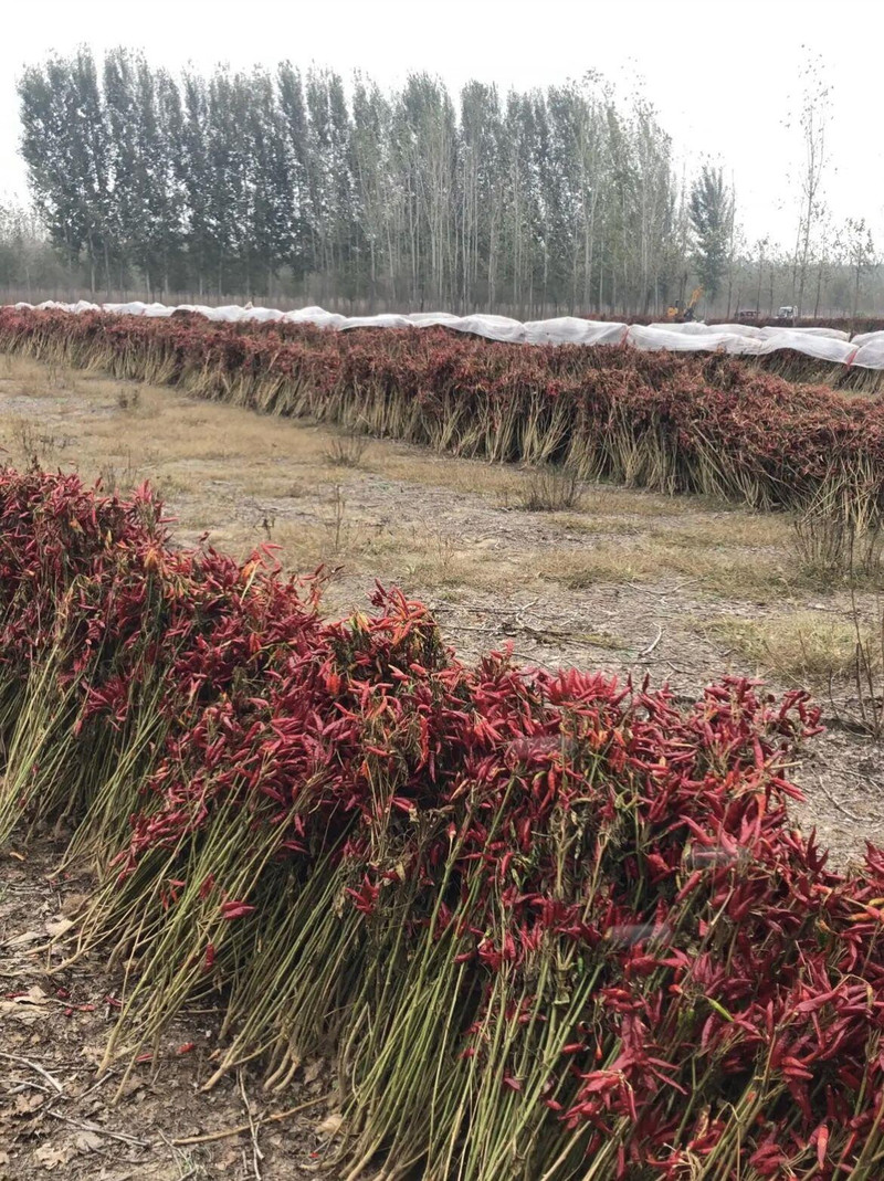 农家自产 干辣椒500g/袋 自然风干 中辣香辣