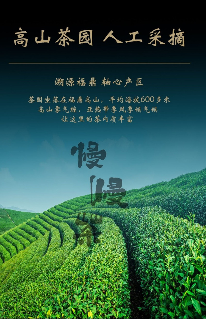 一针两叶 白茶慢慢茶年明前一级白牡丹30g 黑金礼盒