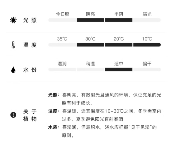 农家自产 单杆发财树+吉祥（发/福随机）红陶复古盆单盆