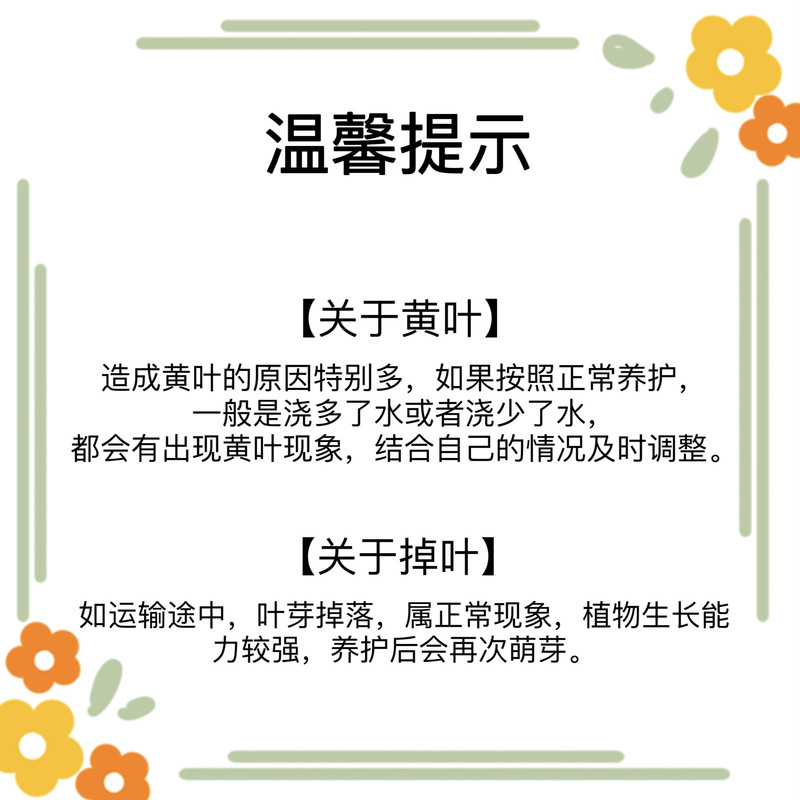 农家自产 鸭脚木苔藓球高脚碟（底碟盆颜色随机） 造型盆栽绿植