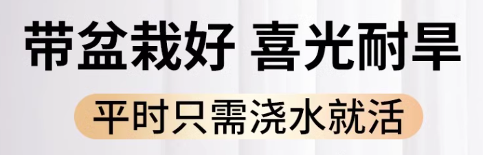 农家自产 虎刺铁海棠树脂盆 盆栽绿植盆景桌面摆件