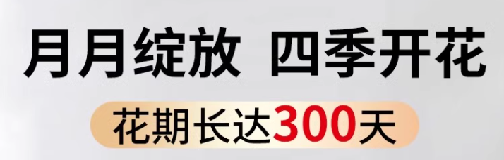 农家自产 虎刺铁海棠树脂盆 盆栽绿植盆景桌面摆件