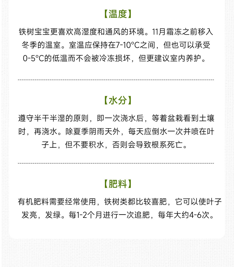 农家自产 铁树宝宝平安喜乐陶瓷盆 办公室内微型盆景桌面绿植盆栽