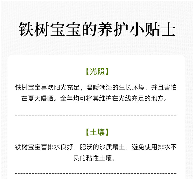 农家自产 铁树宝宝平安喜乐陶瓷盆 办公室内微型盆景桌面绿植盆栽