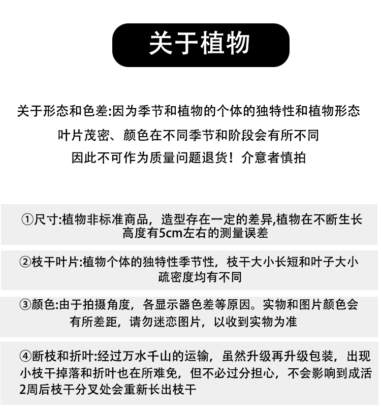 农家自产 花金刚 荷气生财小脚盆小盆栽绿植花卉办公桌面小植物