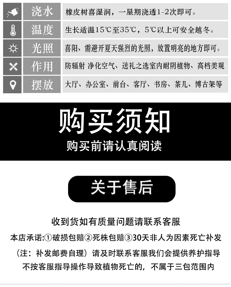 农家自产 花金刚 荷气生财小脚盆小盆栽绿植花卉办公桌面小植物