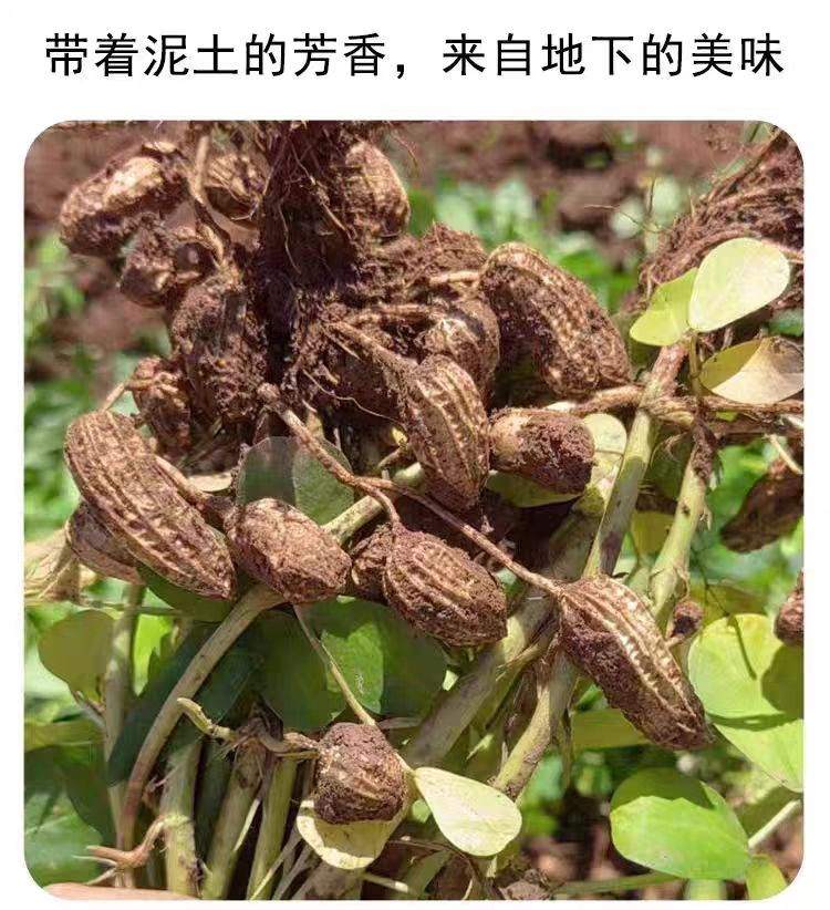 农家自产 云南保山农家自种七彩花生干花生花生米