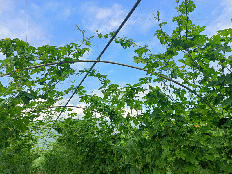 农家自产 云南当季新鲜蔬菜礼包菜花包菜小米椒黄瓜玉米小金豆大树番茄