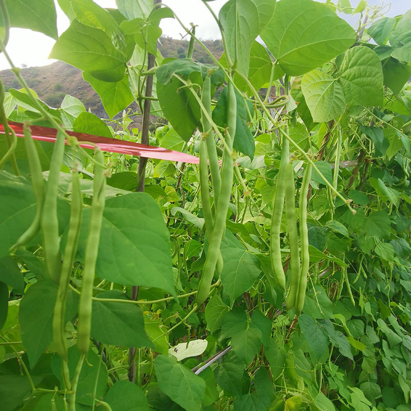 农家自产 云南当季新鲜蔬菜礼包菜花包菜小米椒黄瓜玉米小金豆大树番茄