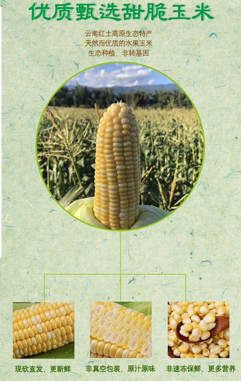 农家自产 云南保山高原新鲜甜脆水果玉米苞米鲜嫩甜脆现摘现发