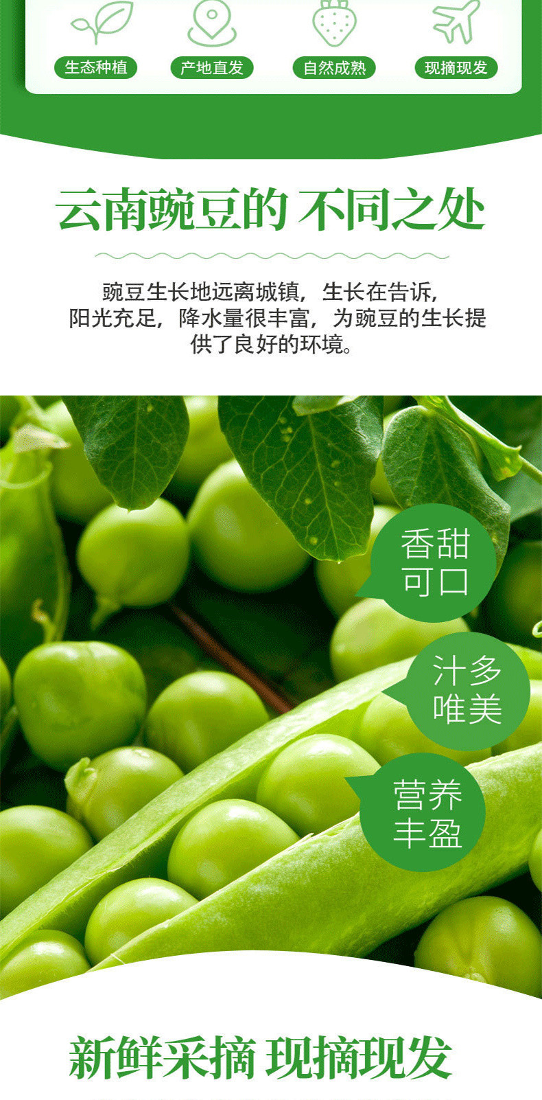 农家自产 云南保山富硒新鲜豌豆甜脆豌豆长寿豆现摘现发包邮到家