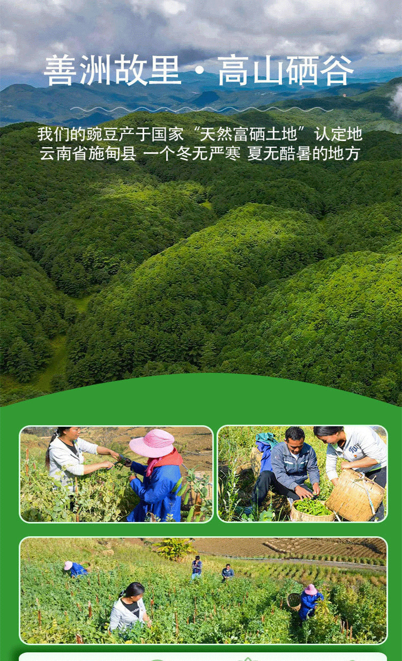 农家自产 云南保山富硒新鲜豌豆甜脆豌豆长寿豆现摘现发包邮到家