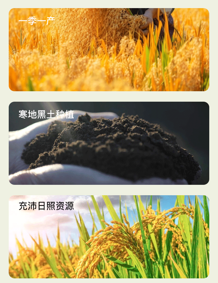 粒司 稻花香 大米 粒粒饱满*2袋