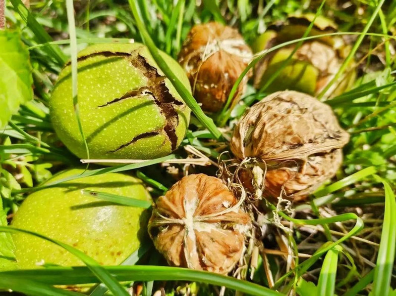 藏爵臻选 泸定核桃   美味可口