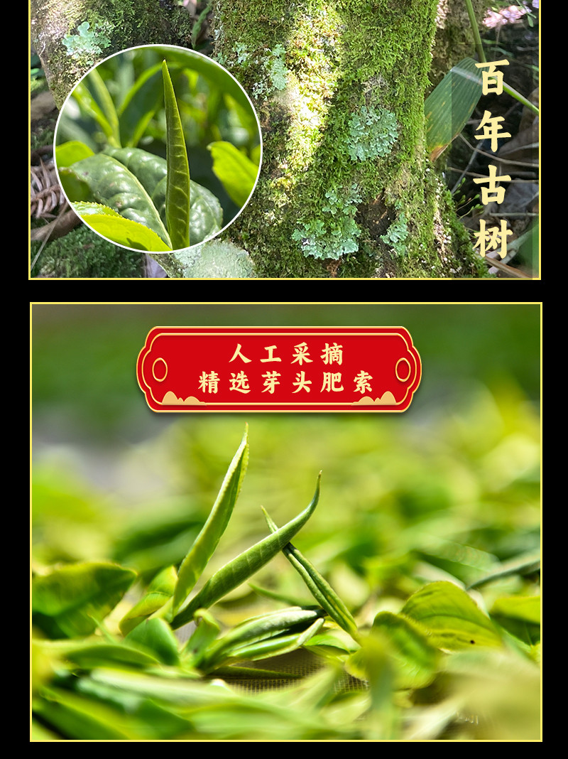 施韵甸美 云南昌宁大叶山红金针红茶糯香古树红茶特级浓香型茶叶原生工夫茶