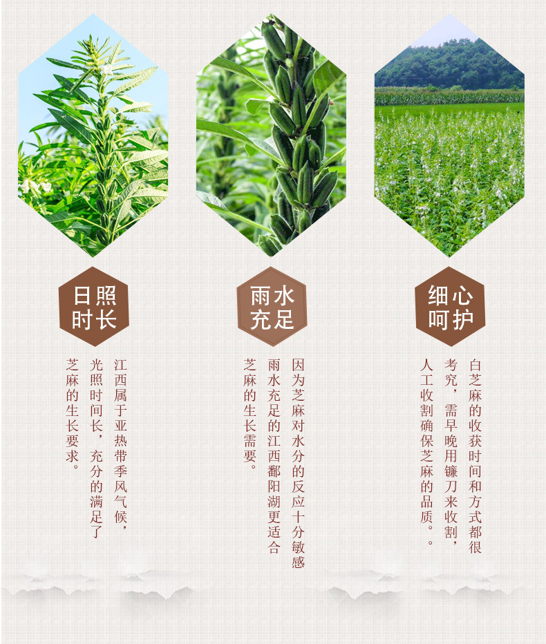 天兴 江西生白芝麻干净免洗颗粒饱满芝麻原料农家自种白芝麻