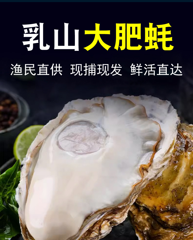 蚝乡礼 山东乳山生蚝当季鲜货 蚝味十足