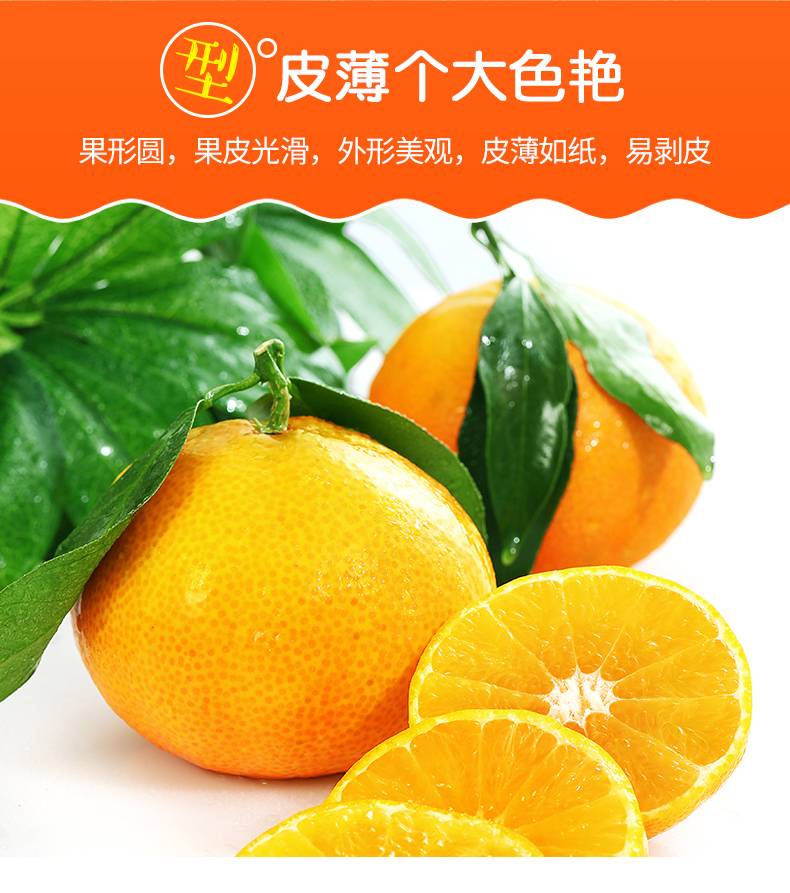 四川都江甜橙子5斤橙子新鲜柑橘蜜桔子甜橙当季水果包邮