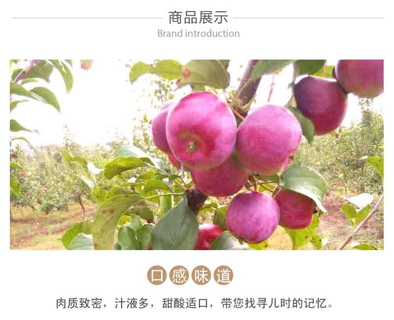 小松家 【宝清县】五九七龙秋小苹果2.5公斤全国包邮西藏青海新疆除外