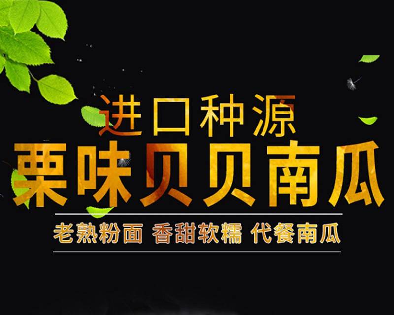 【48小时发货】5斤贝贝南瓜  进口种源  软糯香甜  瓜瓤金黄拉丝饱满  坏果包赔