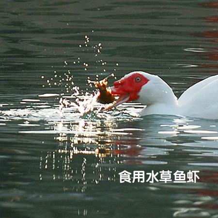 葛星红头雁蛋6枚装 真空包装 湖水散养 特产美食 蛋白细腻起砂冒油 熟