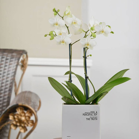 一枝荷兰威尼斯venice蝴蝶兰盆栽花卉兰花办公室室内客厅绿植礼品