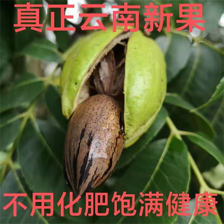 农家自产 云南楚雄禄丰原味碧根果散装干货【甄选员工福利】