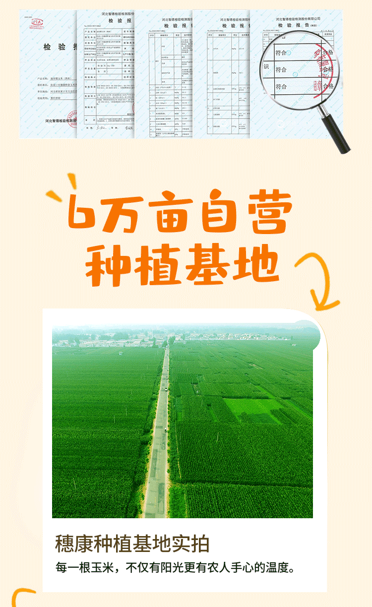 【营养满分】超甜穗康玉米10支装新鲜糯玉米现摘甜糯嫩真空非转基因零添加白糯