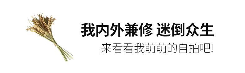 禾煜 东北稻花香大米800g/袋  【2袋减3元】 稻花香大米 新米