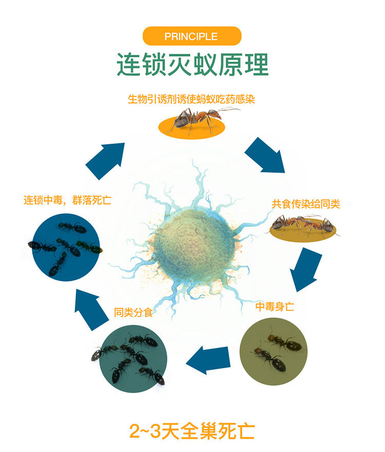 杀蚁饵剂是什么原理 水蚁是什么样子 2 我爱原理网