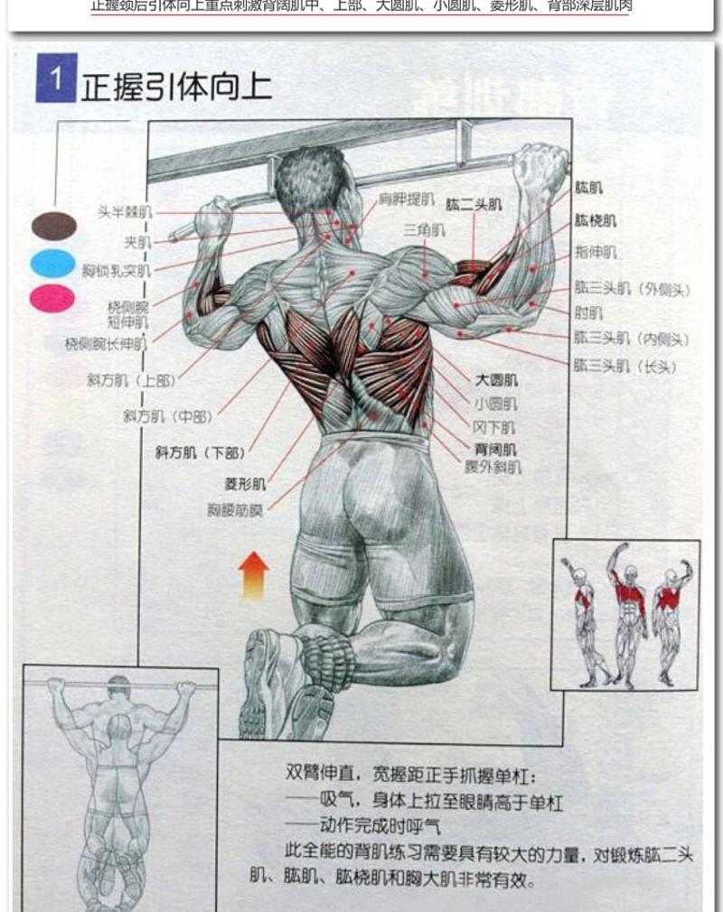  引体向上做不好，4个动作提升前臂力量，强壮背部肌肉拉得更高  引体向上