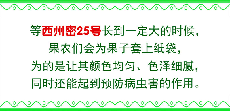 【北京馆】【邮政农品】西州密25号哈密瓜9-10斤