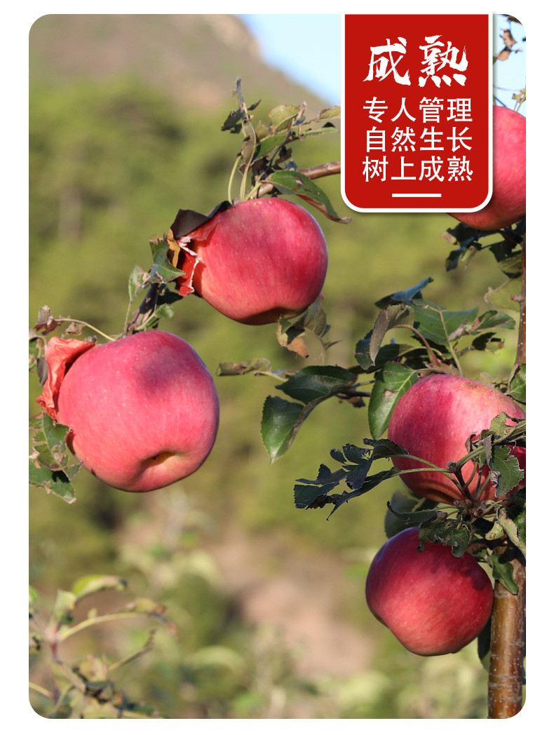【北京馆】密云本地高山富士苹果家庭装 约5斤（优等果）