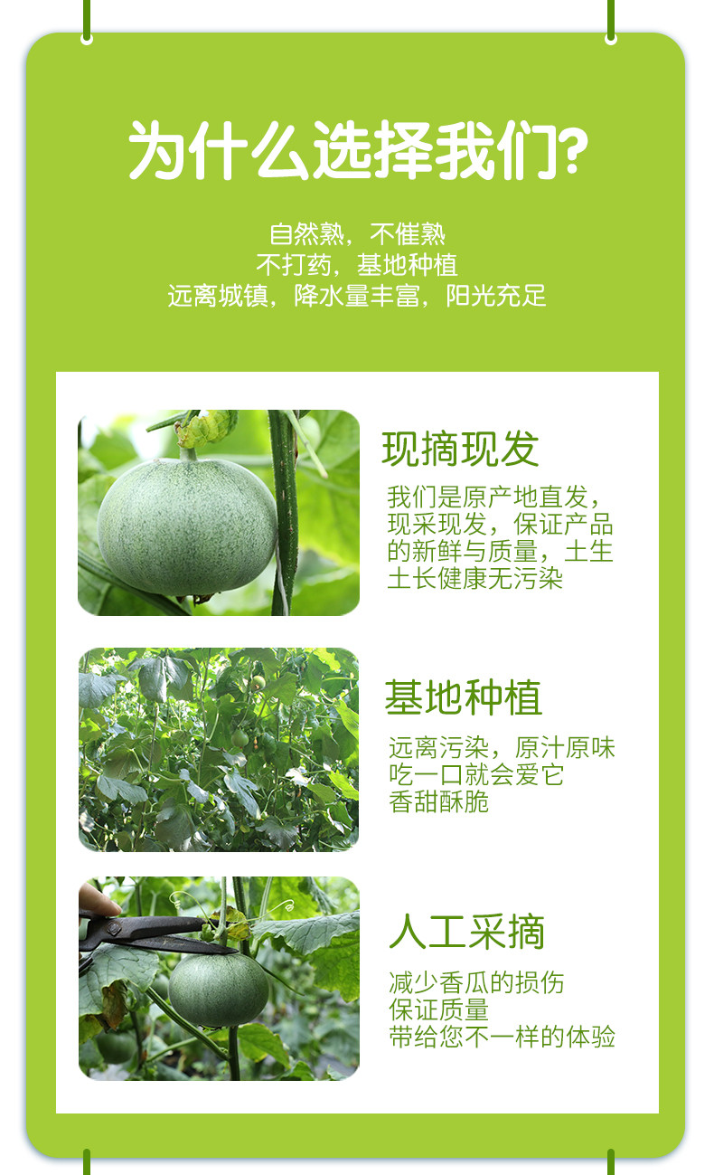  【北京优农】密之蓝天密云本地蜜罐香瓜  农家自产