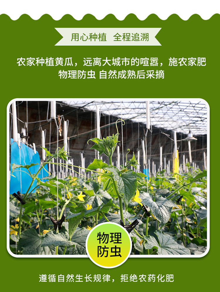  【北京优农】密之蓝天新鲜现摘长黄瓜 约3斤  邮政农品