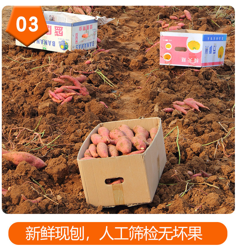  【北京优农】密之蓝天密云本地软糯香甜红心蜜薯 约4斤  邮政农品