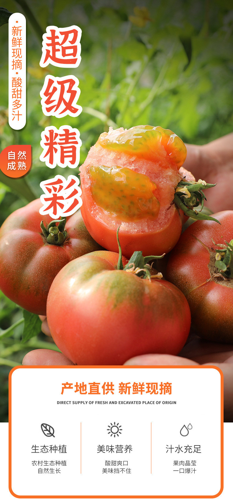 邮政农品 【北京优农】密之蓝天密云本地超级精彩番茄
