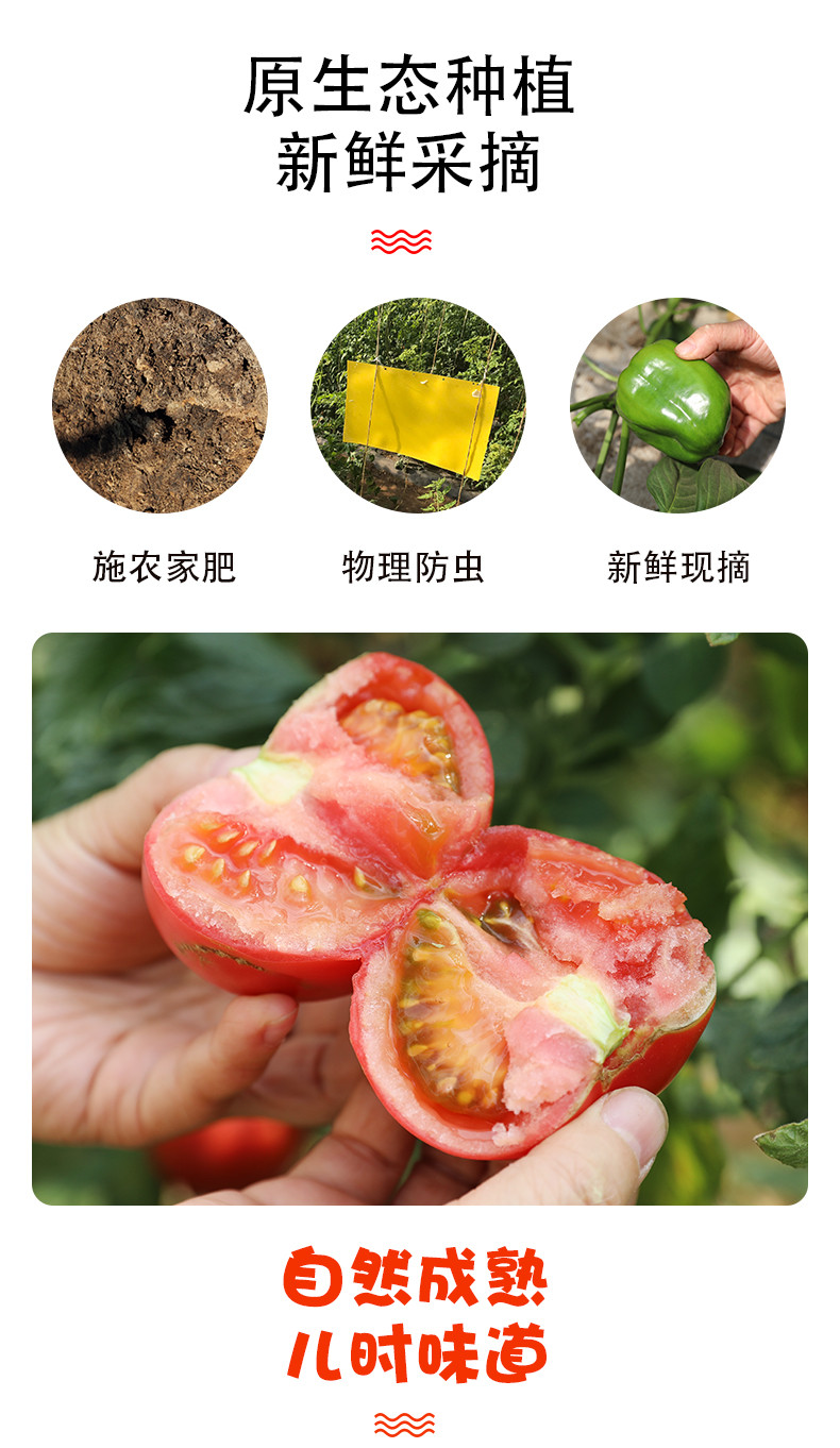  【北京馆】密之蓝天新鲜时令蔬菜9种时令蔬菜 约8斤  邮政农品