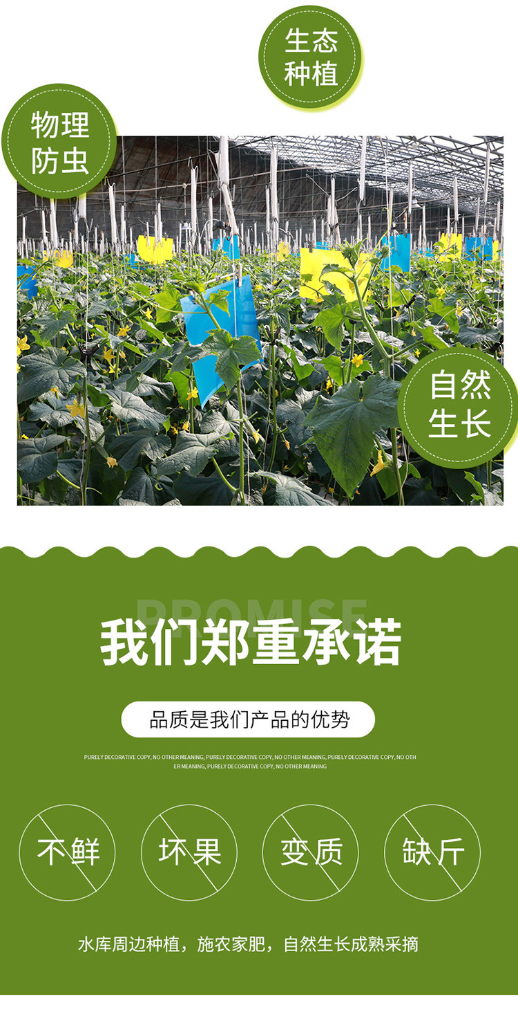  【北京优农】密之蓝天新鲜现摘长黄瓜 约3斤  邮政农品