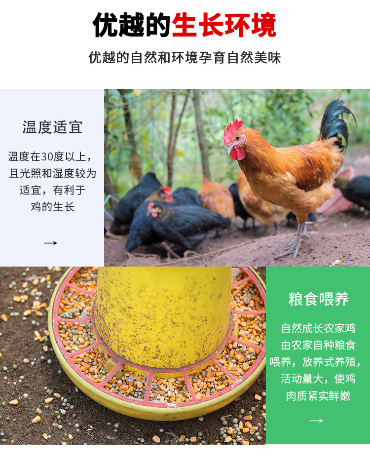密水农家 【北京优农】跑山散养新鲜柴鸡鸡翅中