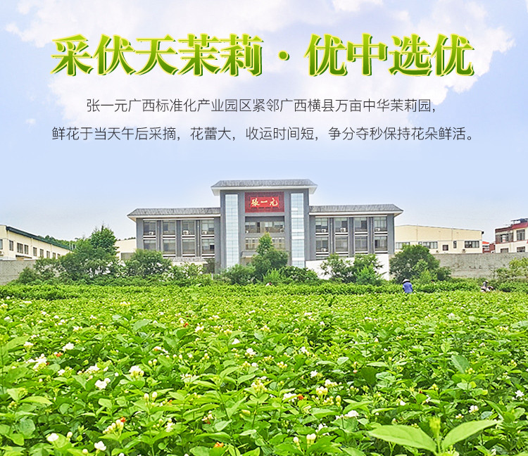 【邮乐自营】张一元 茉莉花茶礼盒 金福礼盒300g 绿茶茶叶 茶叶礼盒 送礼之选 金福礼盒