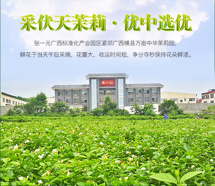 张一元 茶叶特级茉莉花茶茉莉白雪毫100g畅想脸谱礼盒