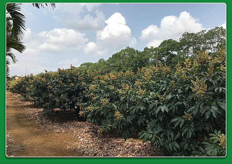 汤河店 液态土蜂蜜蜜 500g蜂蜜加工 原生瓶装农家土蜂蜜