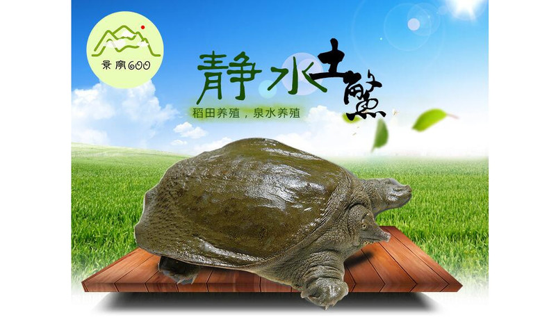 【景宁600农产品】静水土鳖（约1斤半）