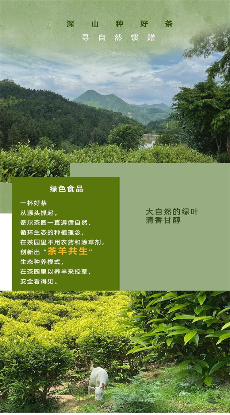 奇尔茶业 金奖惠明 2024新茶上市 明前茶 头道茶 绿茶