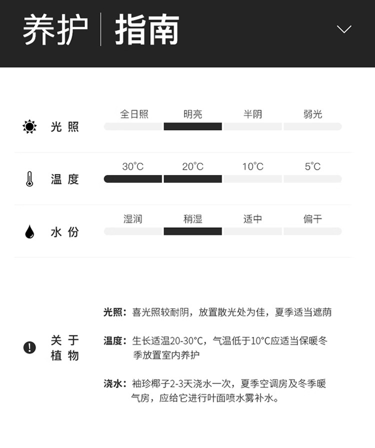 农家自产 【会员享实惠】【直播】袖珍椰子盆栽＋陶瓷罗马盆