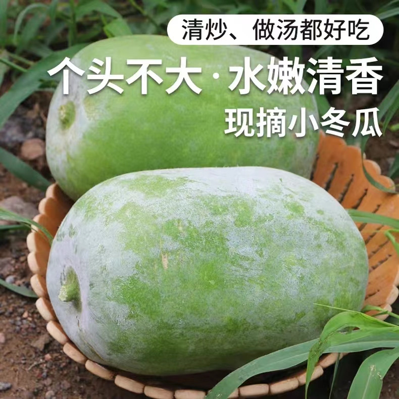 菇婆婆 迷你小冬瓜500g*3个【开化邮政】