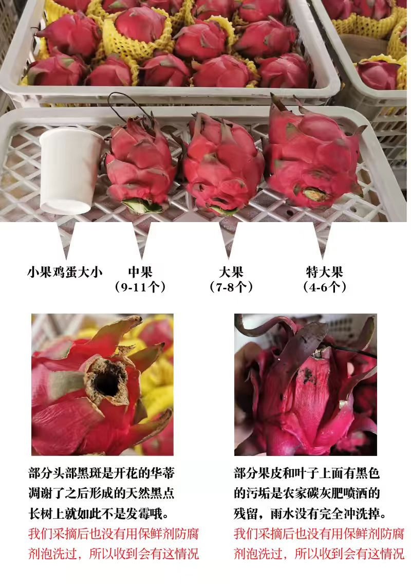 青田青 本地季宅红心火龙果50斤装起售