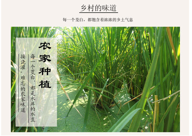 【邮政助农  精准扶贫】琅琊冷水茭白 4斤包邮